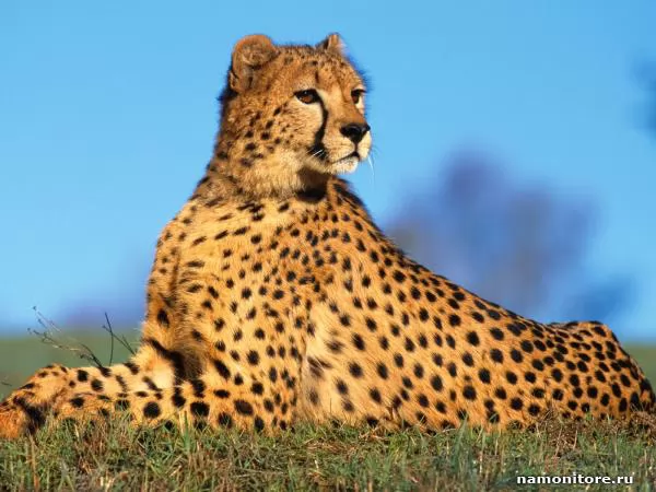 a Cheetah laying on a grass, Cheetahs