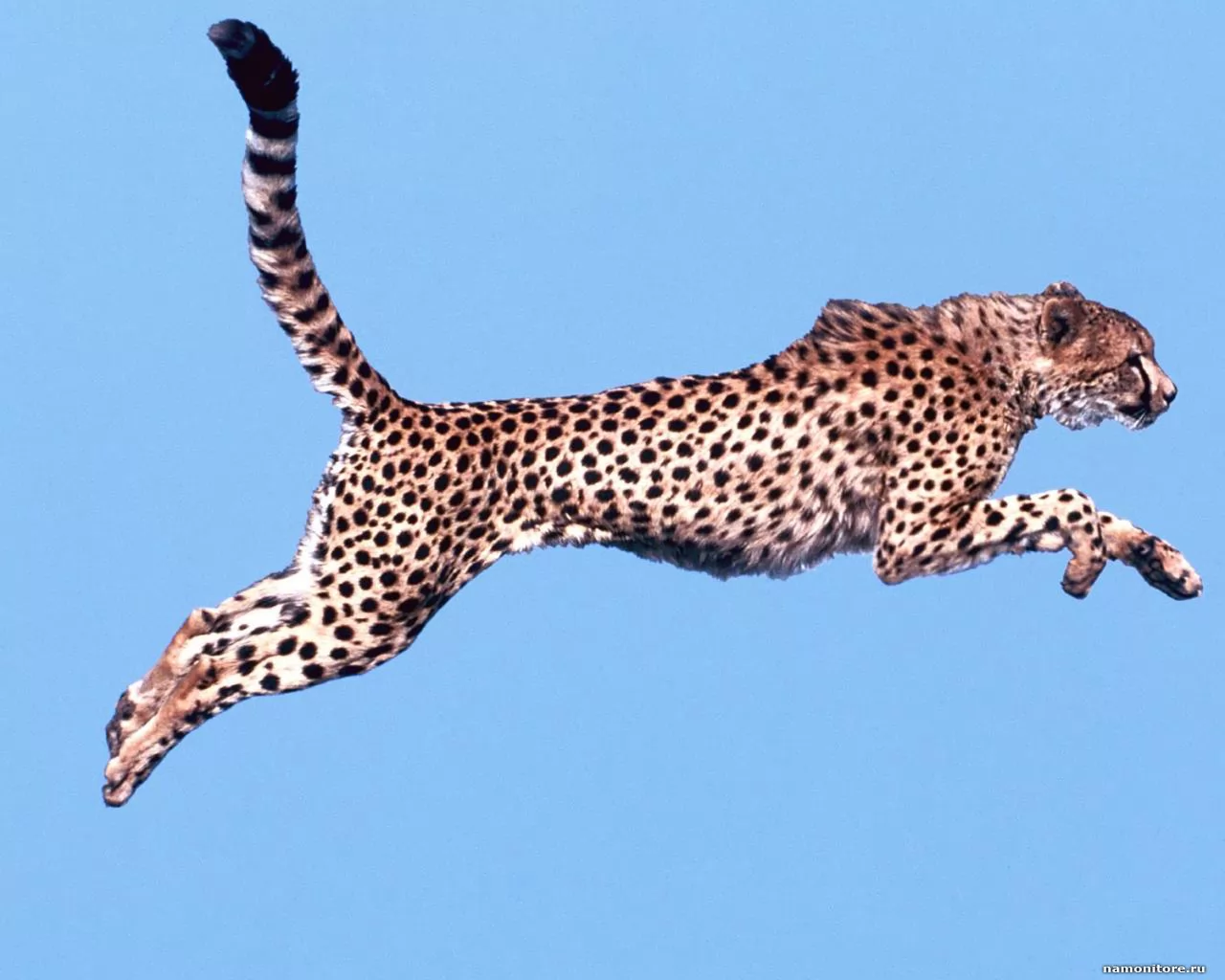 Гепард в длинном прыжке, гепарды, животные, кошки х