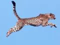 Cheetah in a long jump