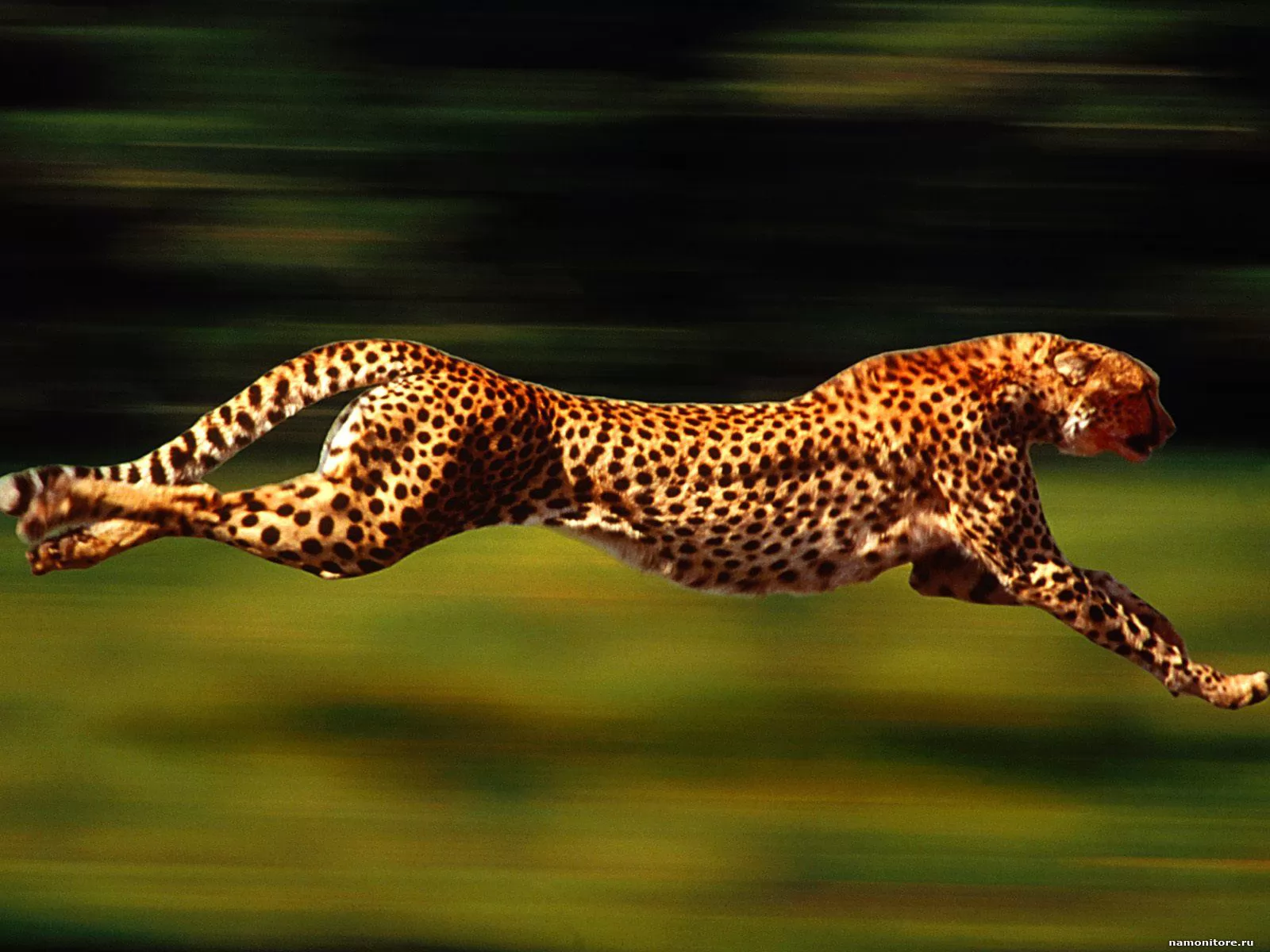 On the fifth transfer, animals, cats, cheetahs, run x