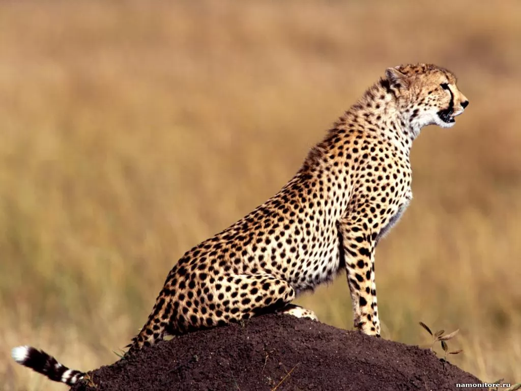 On peak, animals, brown, cats, cheetahs x