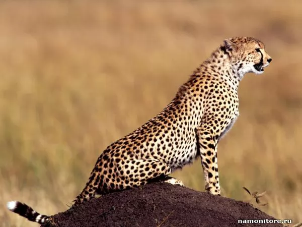 On peak, Cheetahs