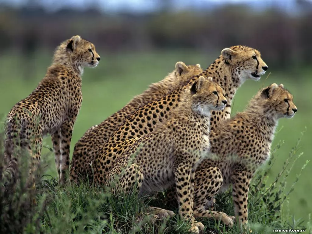 Flight of cheetahs, animals, cats, cheetahs x