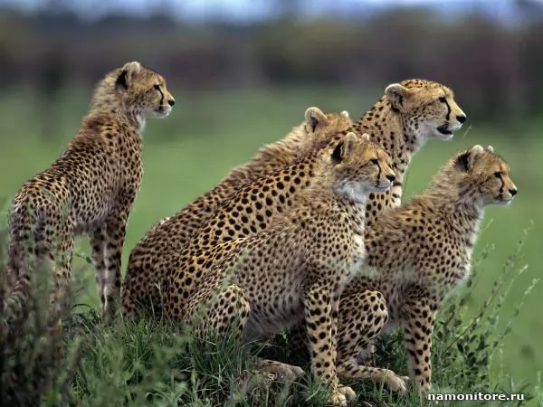 Flight of cheetahs, Cheetahs