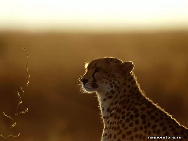 In beams of the sunset sun, Cheetahs