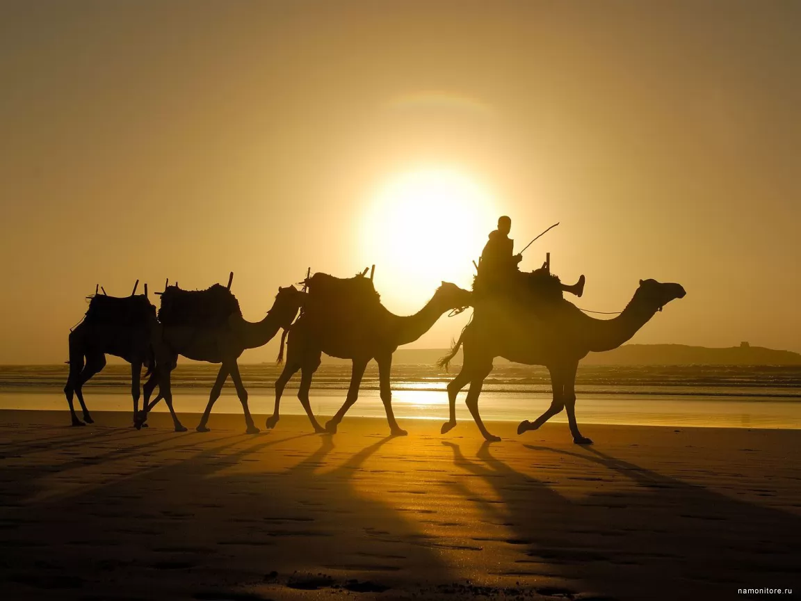 And the caravan goes..., animals, best, camels, desert, orange, sunsets x