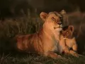 current picture: «African lions»