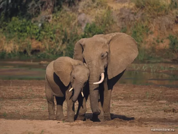 African elephants, Wild