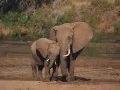 выбранное изображение: «Африканские слоны»