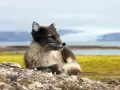 open picture: «Arctic fox»