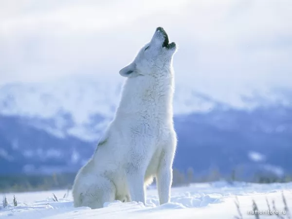 Арктический волк, Дикие
