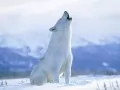 выбранное изображение: «Арктический волк»
