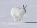open picture: «Arctic hare»