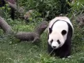 current picture: «Giant panda»