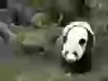 Giant panda