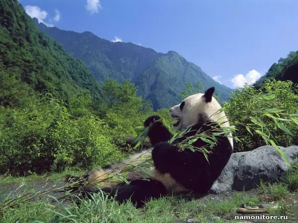 Giant panda, Wild