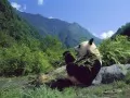 open picture: «Giant panda»