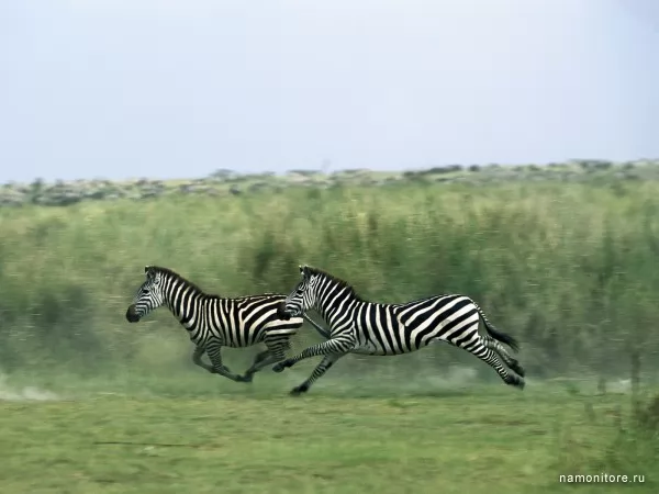 Running zebras, Wild