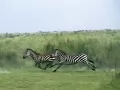 current picture: «Running zebras»
