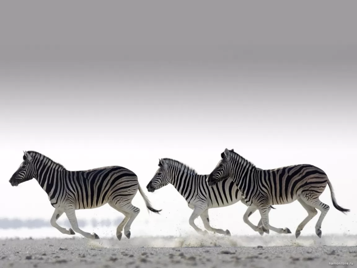 Бегущие зебры, Африка, бег, животные, зебры, лошади, лучшее, серое х