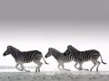 обои для рабочего стола: «Бегущие зебры»