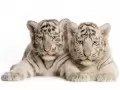 обои для рабочего стола: «Белые тигрята»