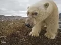 open picture: Polar bear