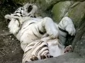 open picture: «The White tiger»