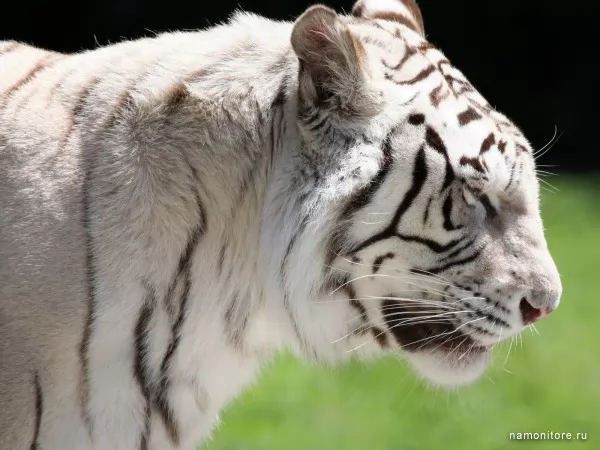 White tiger, Wild