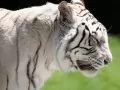 current picture: «White tiger»