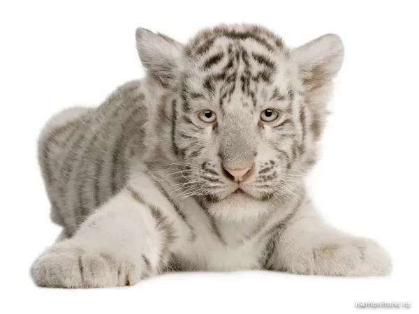 White little tiger, Wild