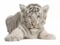 current picture: «White little tiger»