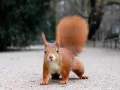 open picture: «Squirrel»