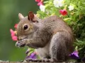 open picture: «Squirrel»