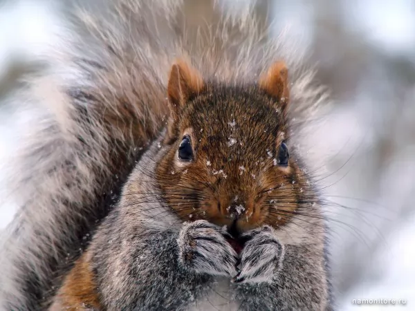 Little squirrel in a winter skin, Wild