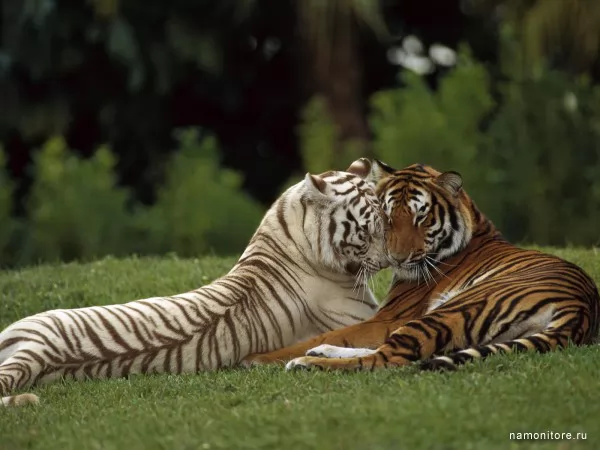 Bengalese tigers, Wild