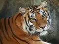 выбранное изображение: «Бенгальский тигр»