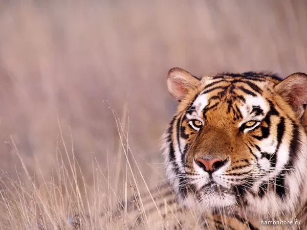 Bengalese tiger, Wild