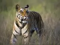 current picture: «Bengalese tiger»