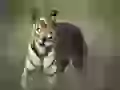Bengalese tiger