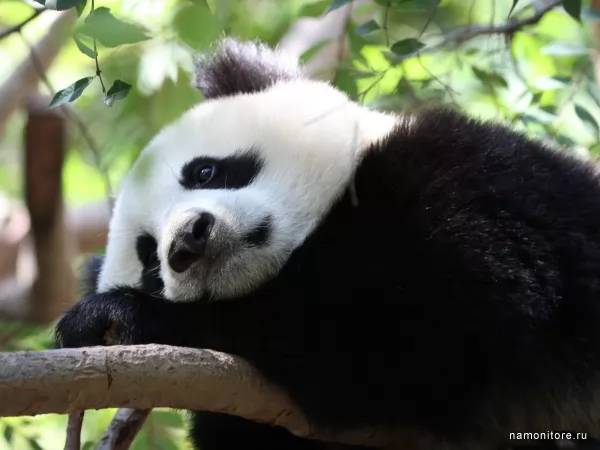 Big panda, Wild