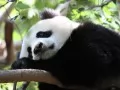current picture: Big panda
