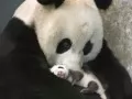 обои для рабочего стола: «Большая панда с малышом»