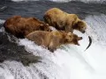 open picture: «Brown bears on fishing»