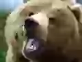 The Brown bear