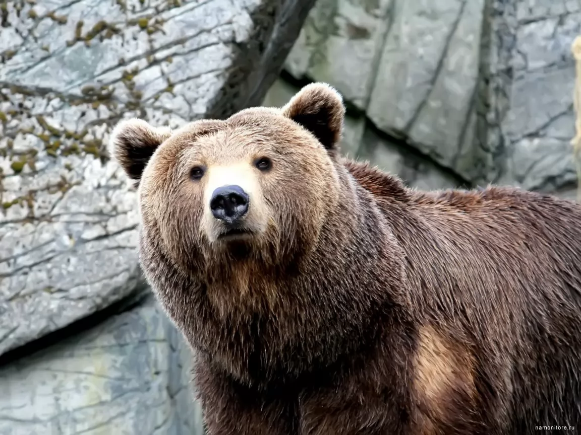Brown bear, animals, bears, brown x