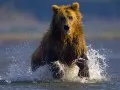 open picture: «Brown bear on Alaska»