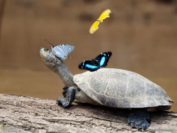 Turtle in butterflies, Wild