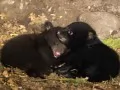open picture: «Black bear cubs»