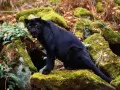 open picture: «Black leopard»
